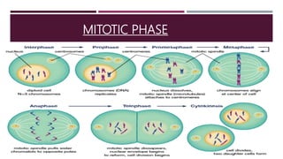 MITOTIC PHASE
 
