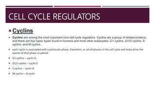 CELL CYCLE REGULATORS
 Cyclins
 Cyclins are among the most important core cell cycle regulators. Cyclins are a group of related proteins,
and there are four basic types found in humans and most other eukaryotes: G1 cyclins, G1/S cyclins, S
cyclins, and M cyclins.
 each cyclin is associated with a particular phase, transition, or set of phases in the cell cycle and helps drive the
events of that phase or period.
 G1 cyclins – cyclin D
 G1/s cyclins – cyclin E
 S cyclins – cyclin A
 M cyclins – B cyclin
 