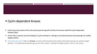 Cyclin-dependent kinases
 Cyclins drive the events of the cell cycle by partnering with a family of enzymes called the cyclin-dependent
kinases (Cdks)
 A lone Cdk is inactive, but the binding of a cyclin activates it, making it a functional enzyme and allowing it to modify
target proteins.
 How does this work? Cdks are kinases, enzymes that phosphorylate (attach phosphate groups to) specific target
proteins. The attached phosphate group acts like a switch, making the target protein more or less active.
 