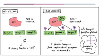 cell cycle , cell checkpoints , cell cycle regulators 