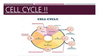 CELL CYCLE !!
 