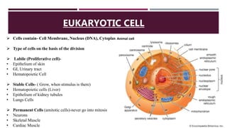 EUKARYOTIC CELL
 Cells contain- Cell Membrane, Nucleus (DNA), Cytoplasm
 Type of cells on the basis of the division
 Labile (Proliferative cell)-
• Epithelium of skin
• GI, Urinary tract
• Hematopoietic Cell
 Stable Cells- ( Grow, when stimulus is there)
• Hematopoietic cells (Liver)
• Epithelium of kidney tubules
• Lungs Cells
 Permanent Cells (amitotic cells)-never go into mitosis
• Neurons
• Skeletal Muscle
• Cardiac Muscle
 