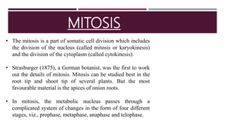 MITOSIS
• The mitosis is a part of somatic cell division which includes
the division of the nucleus (called mitosis or karyokinesis)
and the division of the cytoplasm (called cytokinesis).
• Strasburger (1875), a German botanist, was the first to work
out the details of mitosis. Mitosis can be studied best in the
root tip and shoot tip of several plants. But the most
favourable material is the apices of onion roots.
• In mitosis, the metabolic nucleus passes through a
complicated system of changes in the form of four different
stages, viz., prophase, metaphase, anaphase and telophase.
 