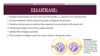 TELOPHASE:
1. Daughter chromosomes are now at the end of the spindle, i.e., present on two opposite poles.
2. Nuclear membrane reforms around each group of daughter chromosomes.
3. Nucleolus reforms and two nuclei are thus organised, one at each pole of the parent cell.
4. Chromosomes begin to loose their compact structure.
5. Spindle fibres disappear gradually.
6. Thus formed two daughter nuclei are exactly similar to the parent nucleus.
 