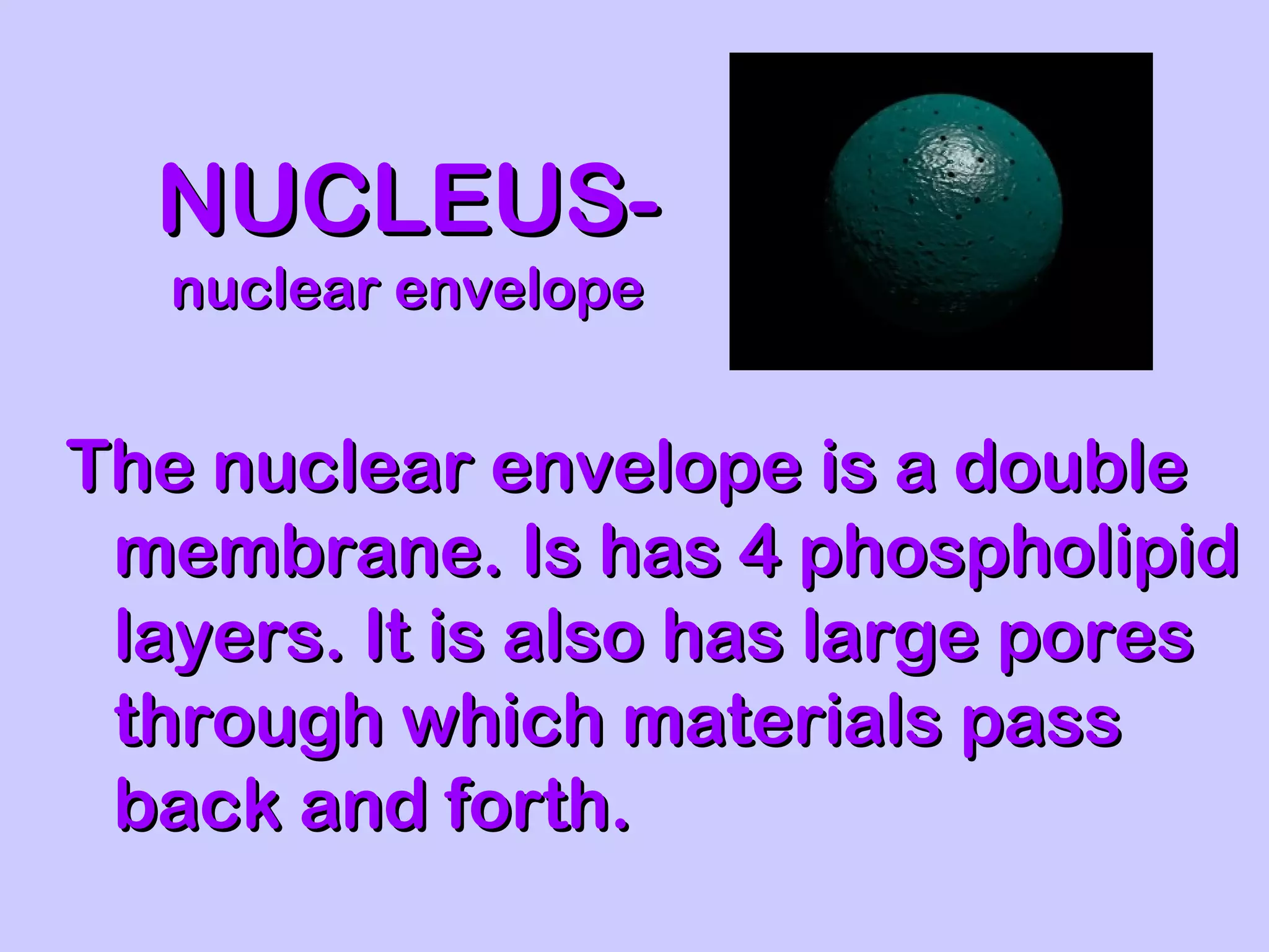 NUCLEUS-
   nuclear envelope


The nuclear envelope is a double
 membrane. Is has 4 phospholipid
 layers. It is also has large pores
 through which materials pass
 back and forth.
 