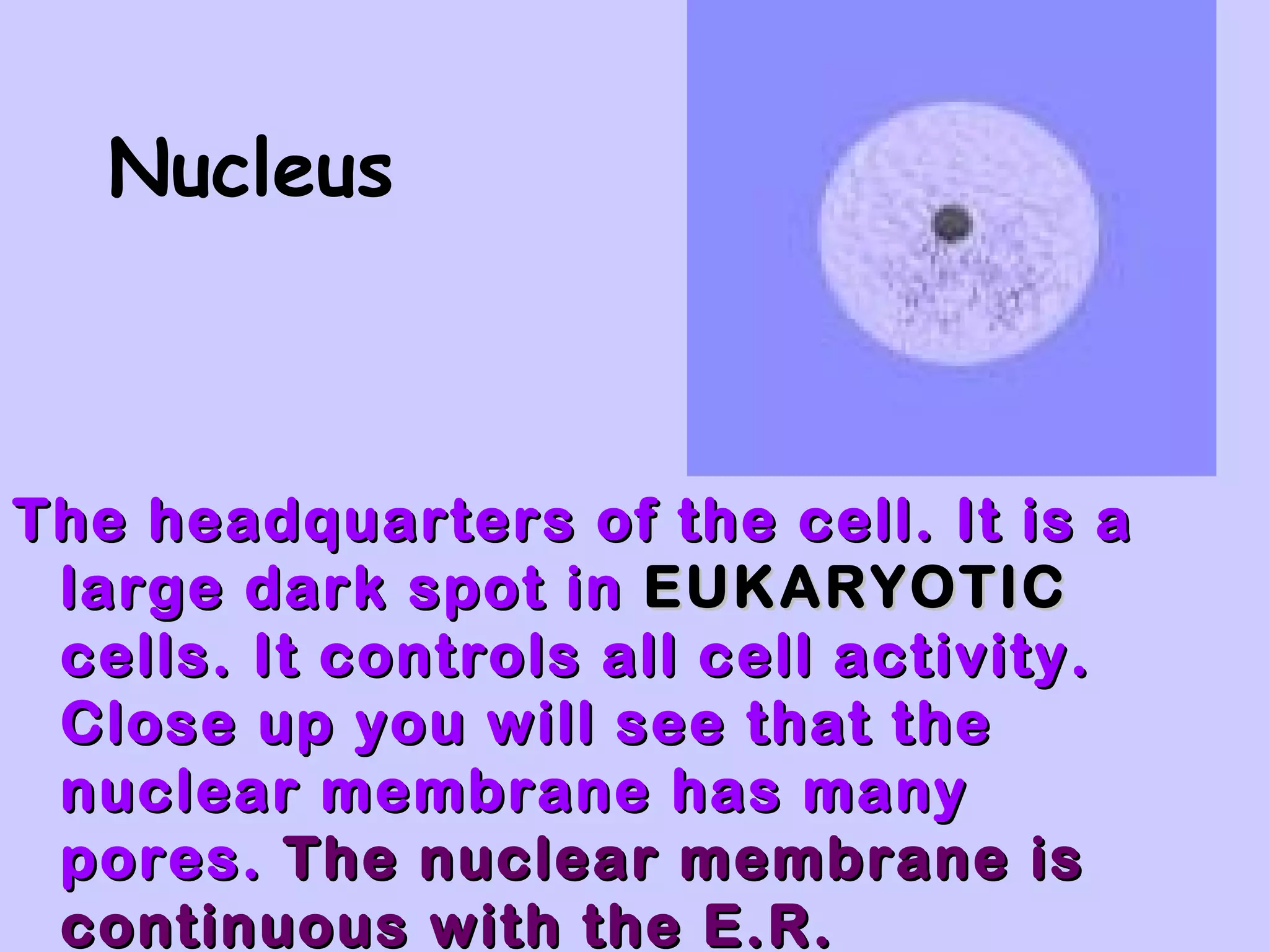 Nucleus



The headquarters of the cell. It is a
 large dark spot in EUKARYOTIC
 cells. It controls all cell activity.
 Close up you will see that the
 nuclear membrane has many
 pores. The nuclear membrane is
 continuous with the E.R.
 