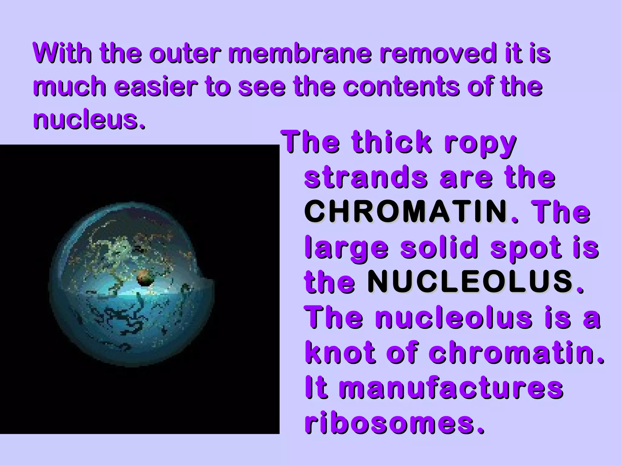 With the outer membrane removed it is
much easier to see the contents of the
nucleus.
                  The thick ropy
                   strands are the
                   CHROMATIN . The
                   large solid spot is
                   the NUCLEOLUS .
                   The nucleolus is a
                   knot of chromatin.
                   It manufactures
                   ribosomes.
 