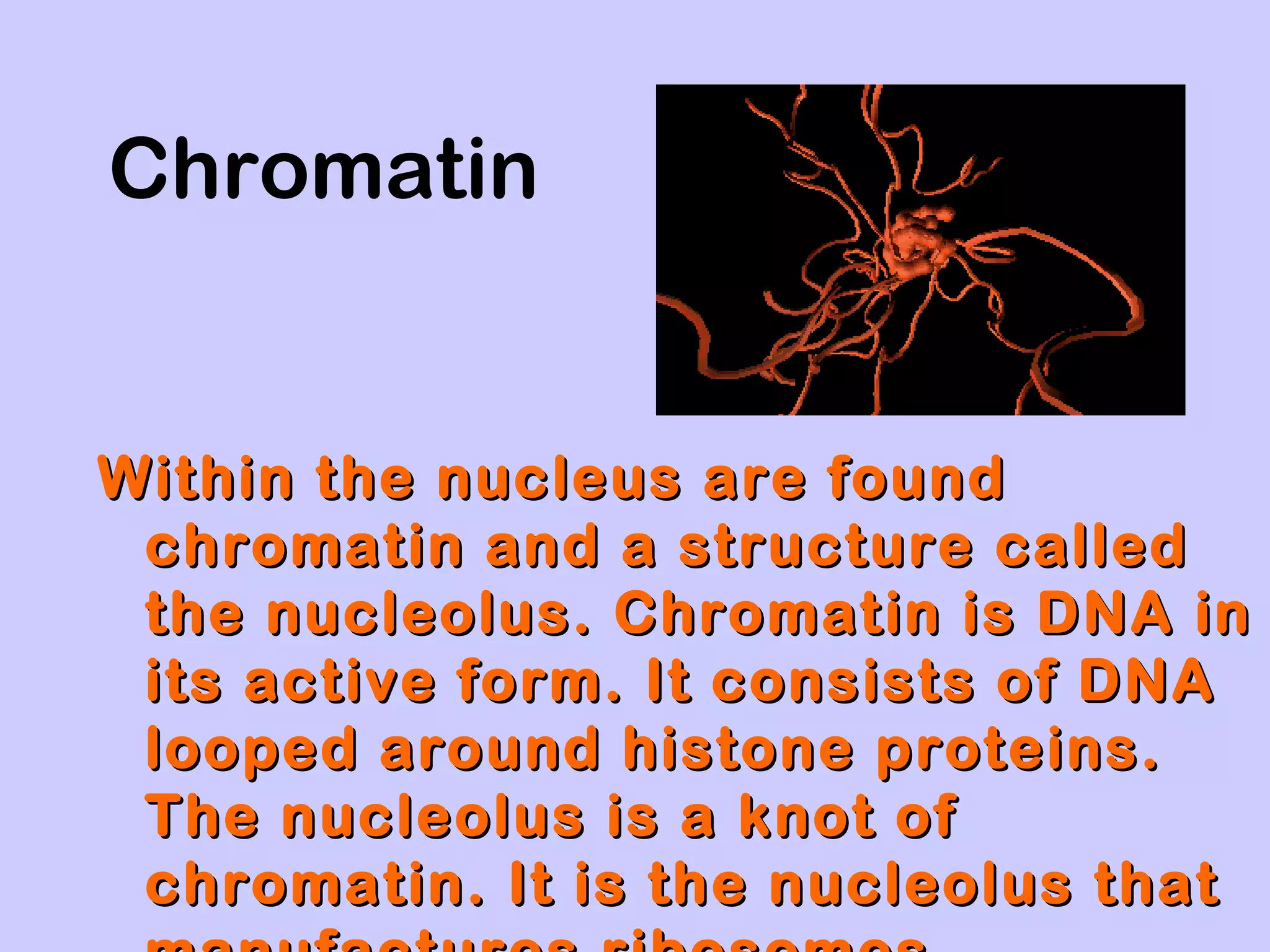 Chromatin


Within the nucleus are found
 chromatin and a structure called
 the nucleolus. Chromatin is DNA in
 its active form. It consists of DNA
 looped around histone proteins.
 The nucleolus is a knot of
 chromatin. It is the nucleolus that
 