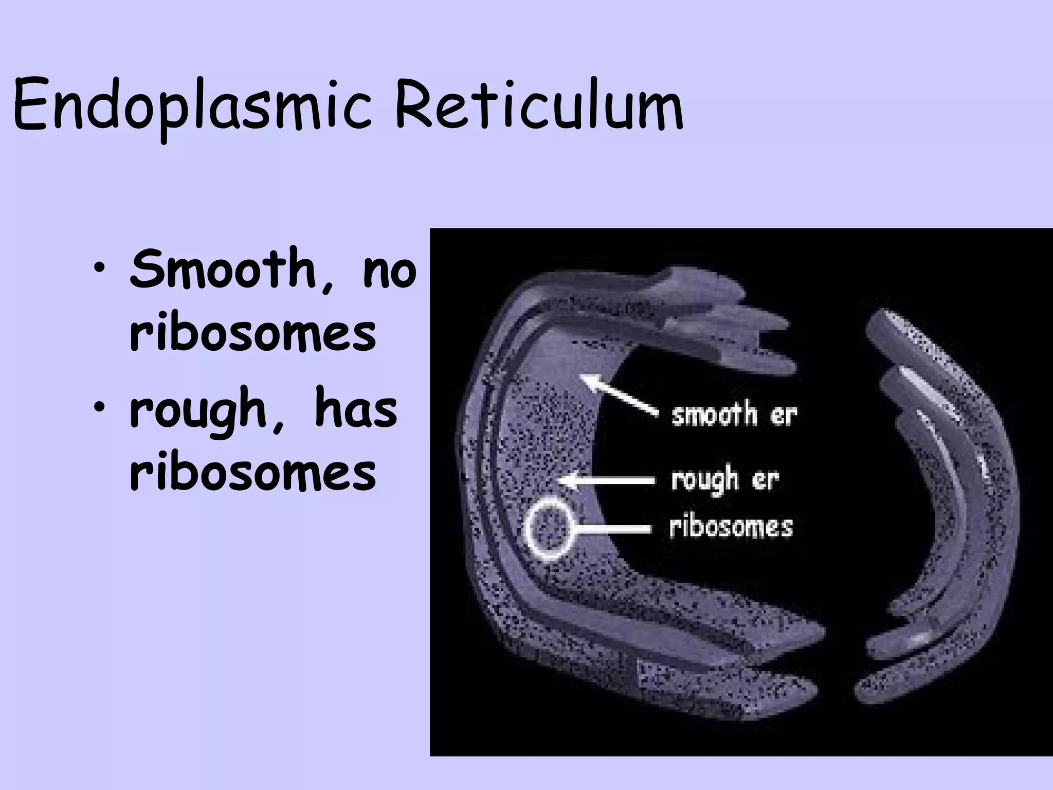 Endoplasmic Reticulum

  • Smooth, no
    ribosomes
  • rough, has
    ribosomes
 