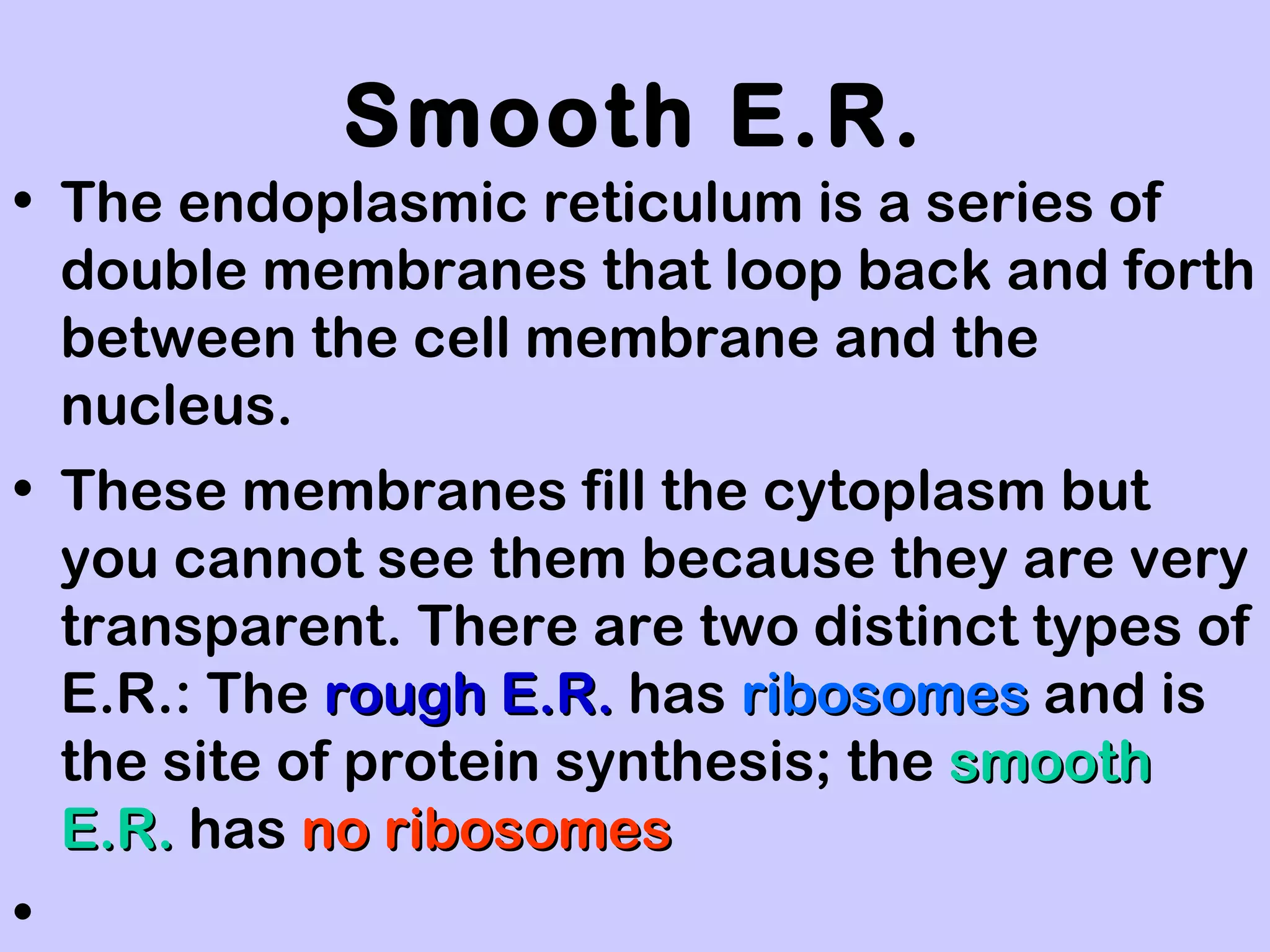 Smooth E.R.
• The endoplasmic reticulum is a series of
  double membranes that loop back and forth
  between the cell membrane and the
  nucleus.
• These membranes fill the cytoplasm but
  you cannot see them because they are very
  transparent. There are two distinct types of
  E.R.: The rough E.R. has ribosomes and is
  the site of protein synthesis; the smooth
  E.R. has no ribosomes
•
 