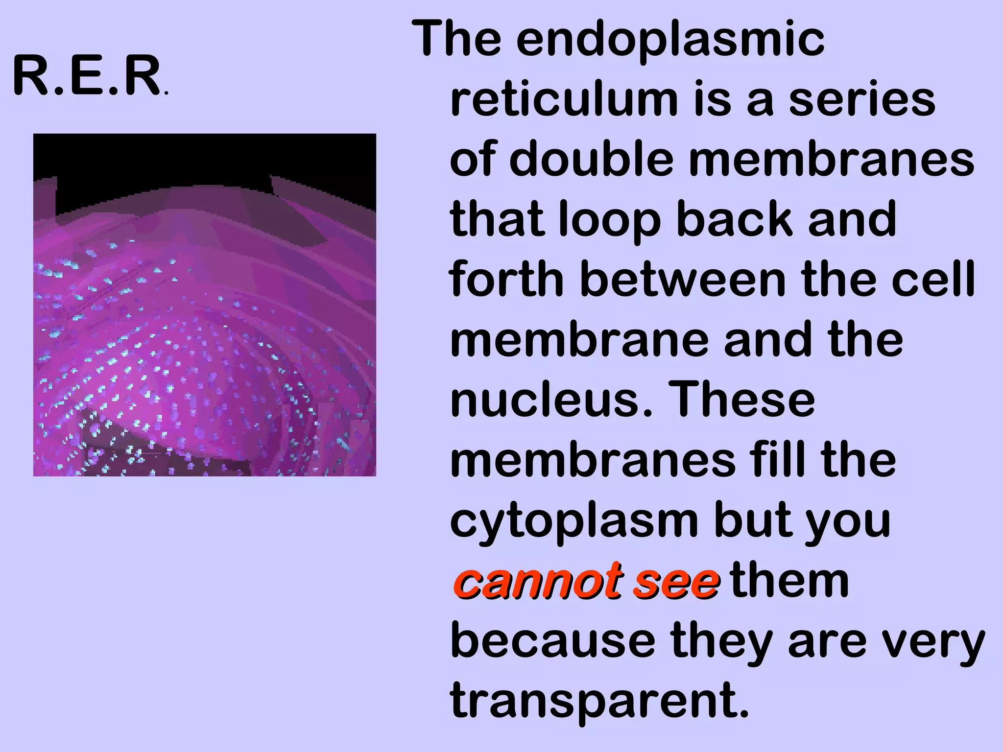 The endoplasmic
R.E.R.    reticulum is a series
          of double membranes
          that loop back and
          forth between the cell
          membrane and the
          nucleus. These
          membranes fill the
          cytoplasm but you
          cannot see them
          because they are very
          transparent.
 