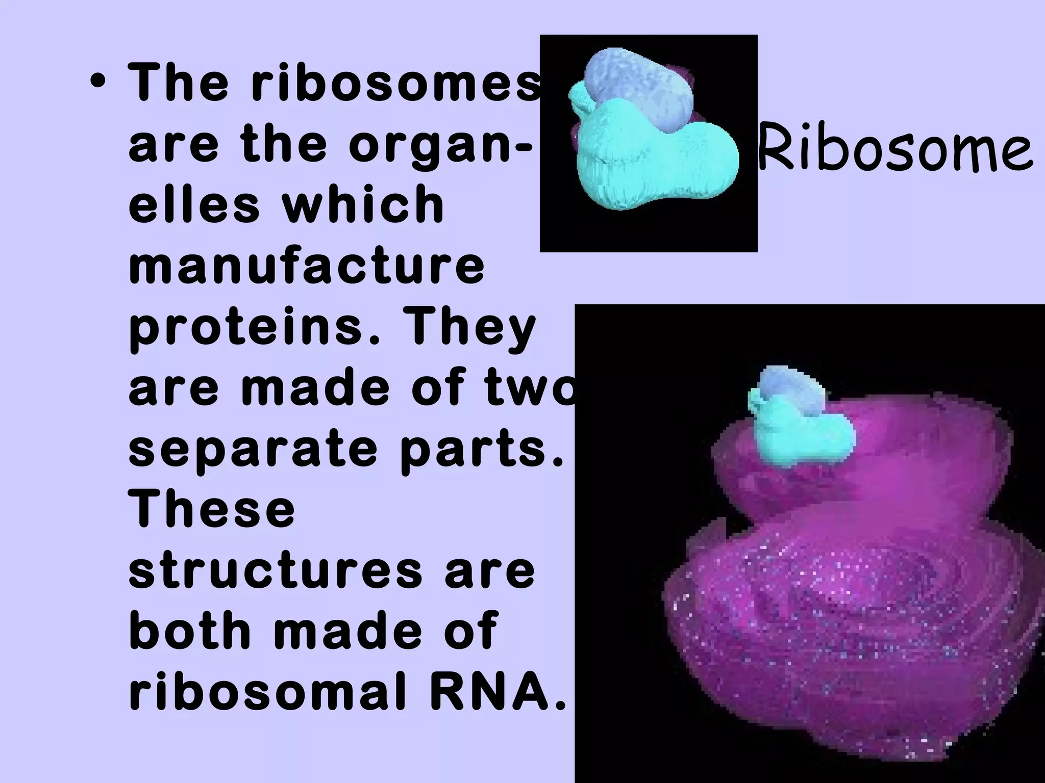 • The ribosomes
  are the organ-    Ribosome
  elles which
  manufacture
  proteins. They
  are made of two
  separate parts.
  These
  structures are
  both made of
  ribosomal RNA.
 