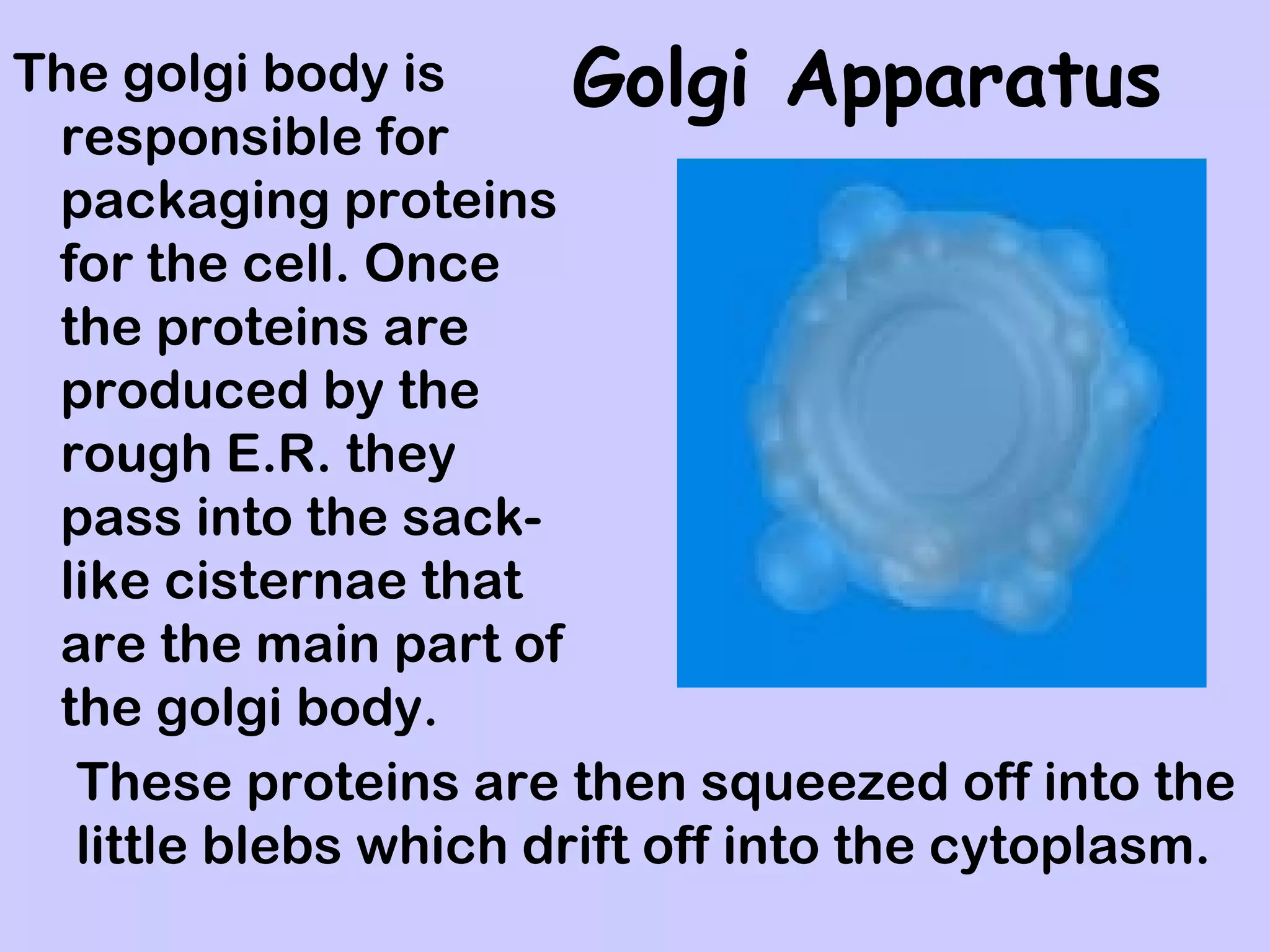 The golgi body is      Golgi Apparatus
 responsible for
 packaging proteins
 for the cell. Once
 the proteins are
 produced by the
 rough E.R. they
 pass into the sack-
 like cisternae that
 are the main part of
 the golgi body.
  These proteins are then squeezed off into the
  little blebs which drift off into the cytoplasm.
 