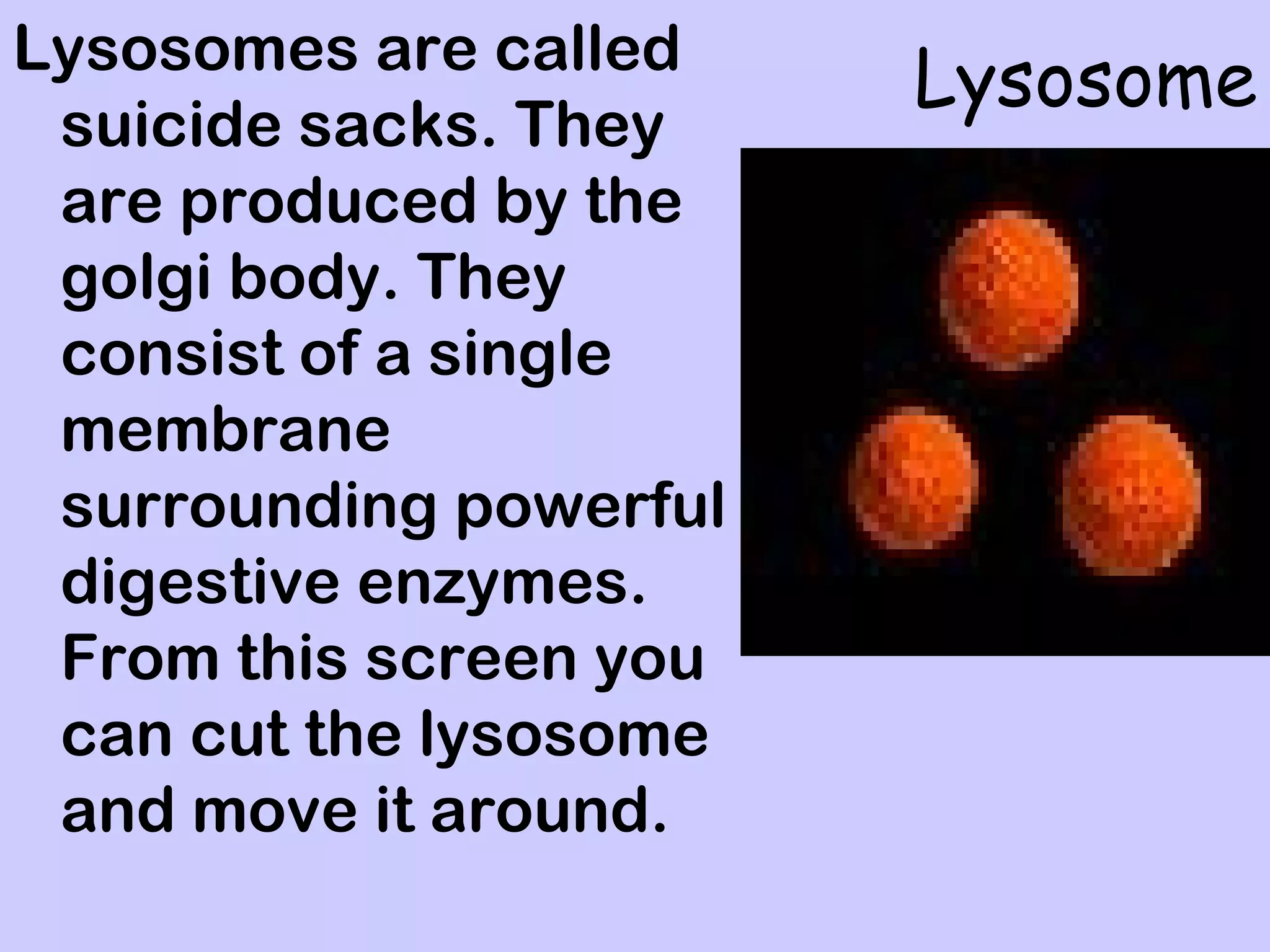 Lysosomes are called
                        Lysosome
 suicide sacks. They
 are produced by the
 golgi body. They
 consist of a single
 membrane
 surrounding powerful
 digestive enzymes.
 From this screen you
 can cut the lysosome
 and move it around.
 