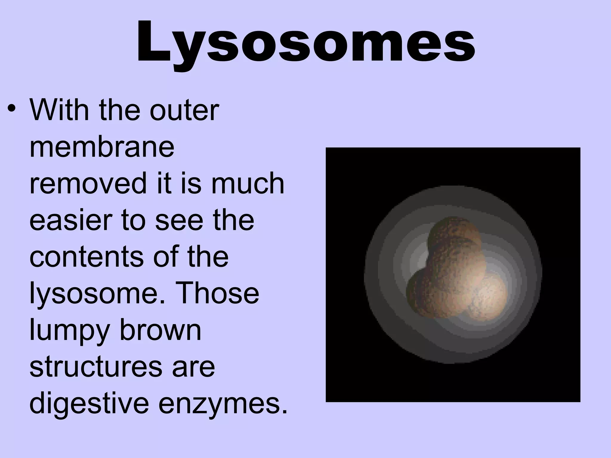 Lysosomes
• With the outer
  membrane
  removed it is much
  easier to see the
  contents of the
  lysosome. Those
  lumpy brown
  structures are
  digestive enzymes.
 