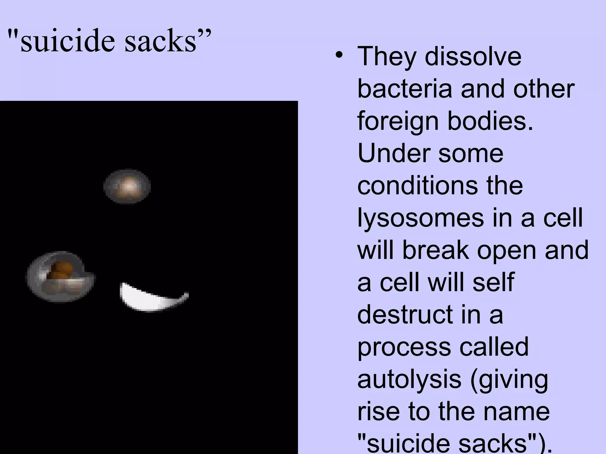 "suicide sacks”   • They dissolve
                    bacteria and other
                    foreign bodies.
                    Under some
                    conditions the
                    lysosomes in a cell
                    will break open and
                    a cell will self
                    destruct in a
                    process called
                    autolysis (giving
                    rise to the name
                    "suicide sacks").
 