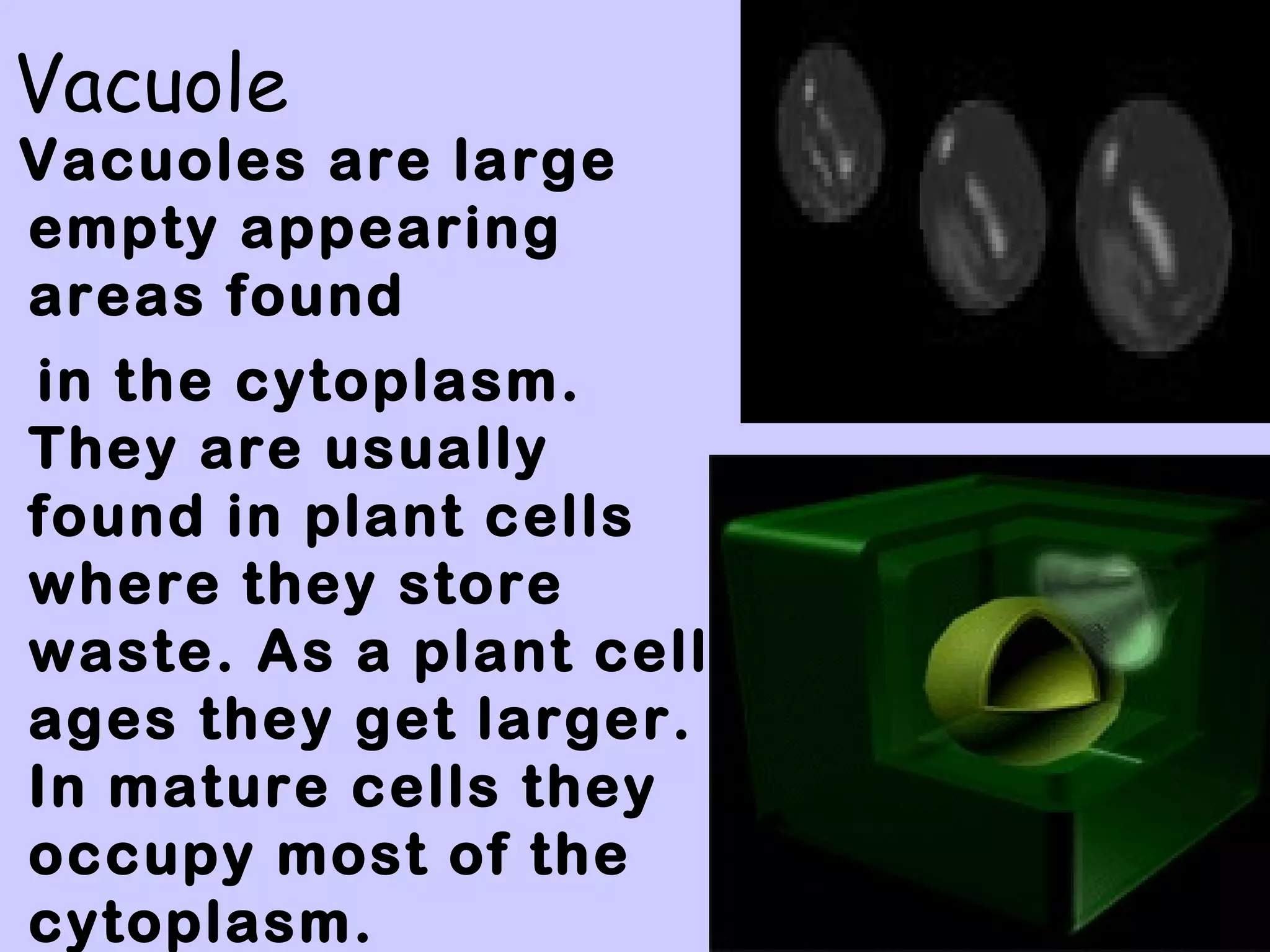 Vacuole
Vacuoles are large
empty appearing
areas found
in the cytoplasm.
They are usually
found in plant cells
where they store
waste. As a plant cell
ages they get larger.
In mature cells they
occupy most of the
cytoplasm.
 
