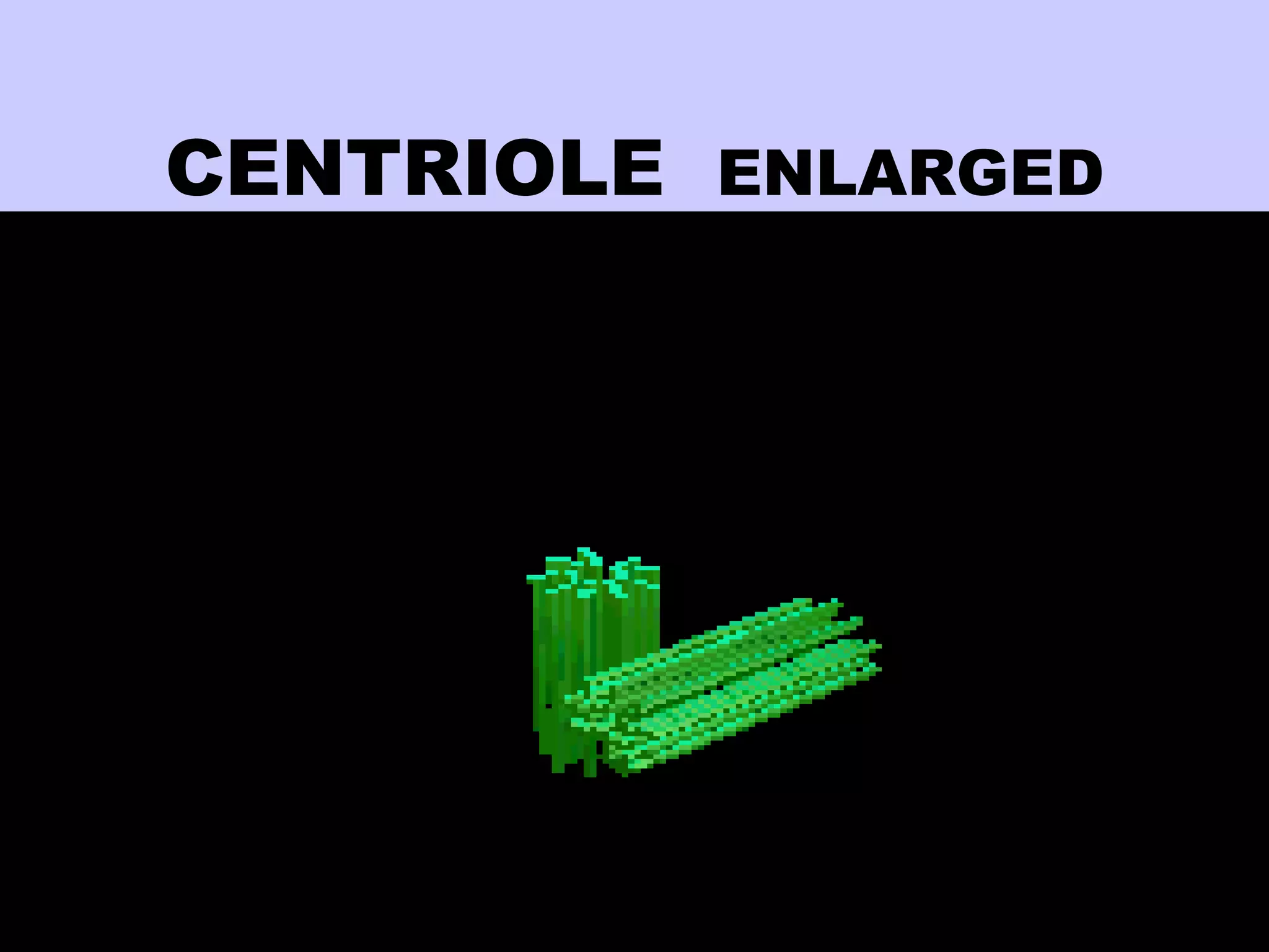 CENTRIOLE ENLARGED
 