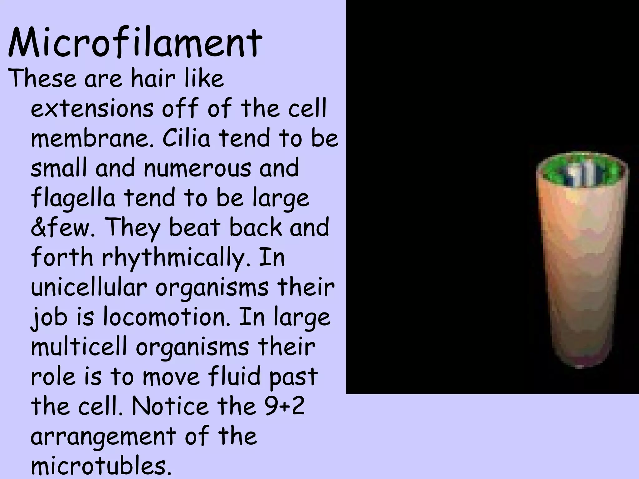 Microfilament
These are hair like
 extensions off of the cell
 membrane. Cilia tend to be
 small and numerous and
 flagella tend to be large
 &few. They beat back and
 forth rhythmically. In
 unicellular organisms their
 job is locomotion. In large
 multicell organisms their
 role is to move fluid past
 the cell. Notice the 9+2
 arrangement of the
 microtubles.
 