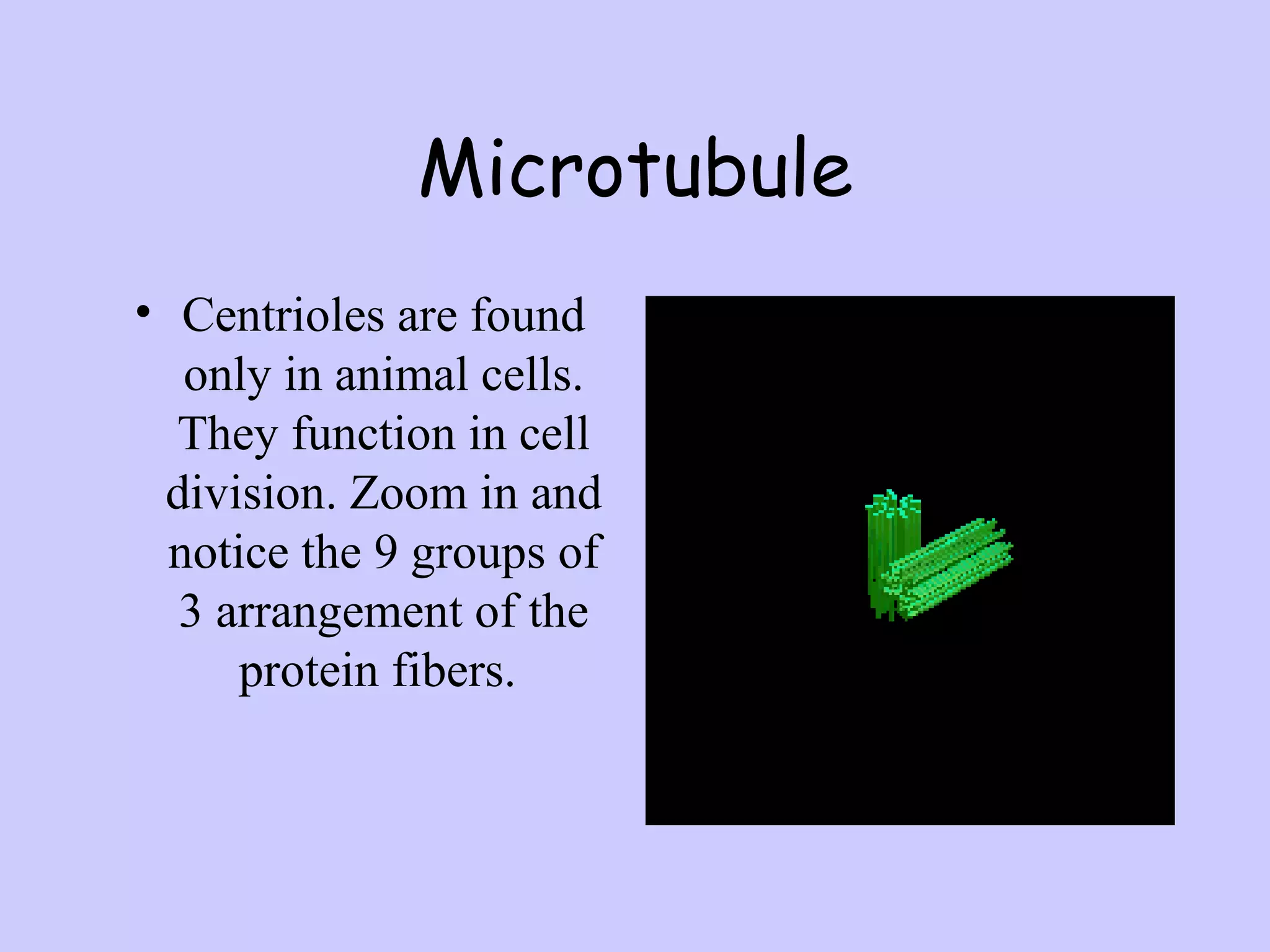 Microtubule
• Centrioles are found
   only in animal cells.
  They function in cell
 division. Zoom in and
  notice the 9 groups of
  3 arrangement of the
      protein fibers.
 