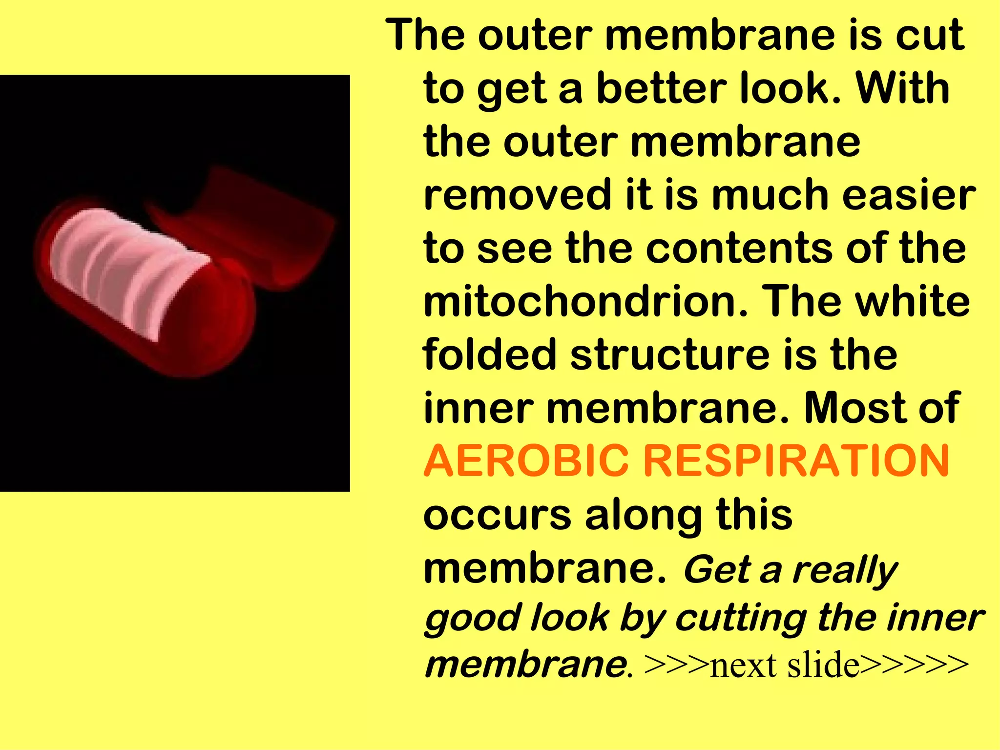 The outer membrane is cut
 to get a better look. With
 the outer membrane
 removed it is much easier
 to see the contents of the
 mitochondrion. The white
 folded structure is the
 inner membrane. Most of
 AEROBIC RESPIRATION
 occurs along this
 membrane. Get a really
 good look by cutting the inner
 membrane. >>>next slide>>>>>
 