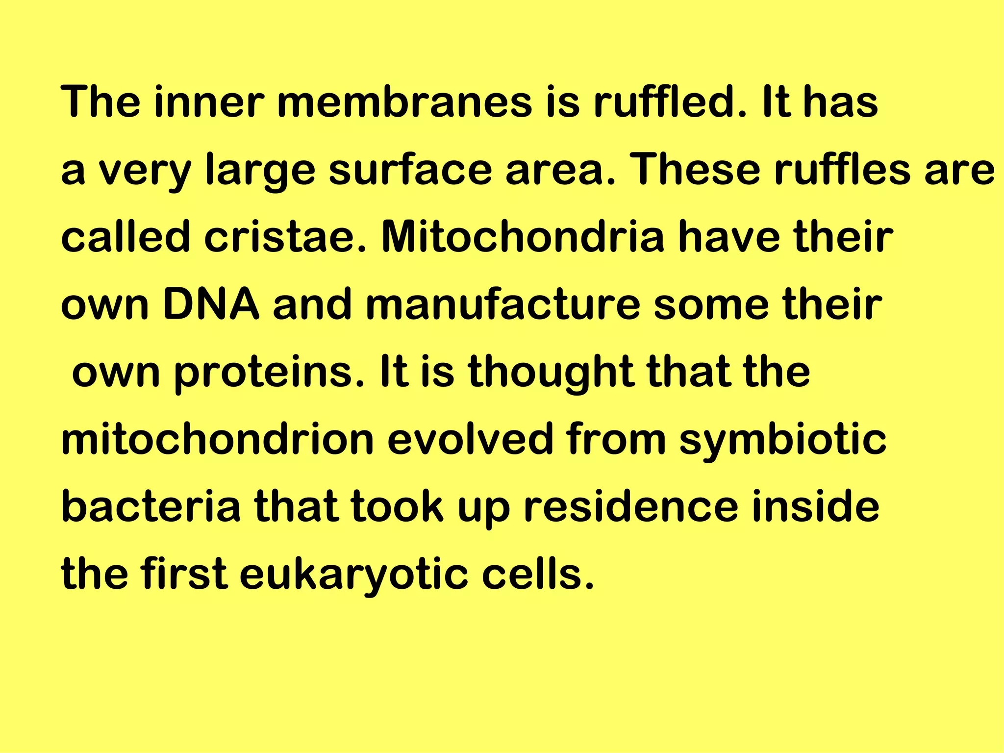 The inner membranes is ruffled. It has
a very large surface area. These ruffles are
called cristae. Mitochondria have their
own DNA and manufacture some their
own proteins. It is thought that the
mitochondrion evolved from symbiotic
bacteria that took up residence inside
the first eukaryotic cells.
 