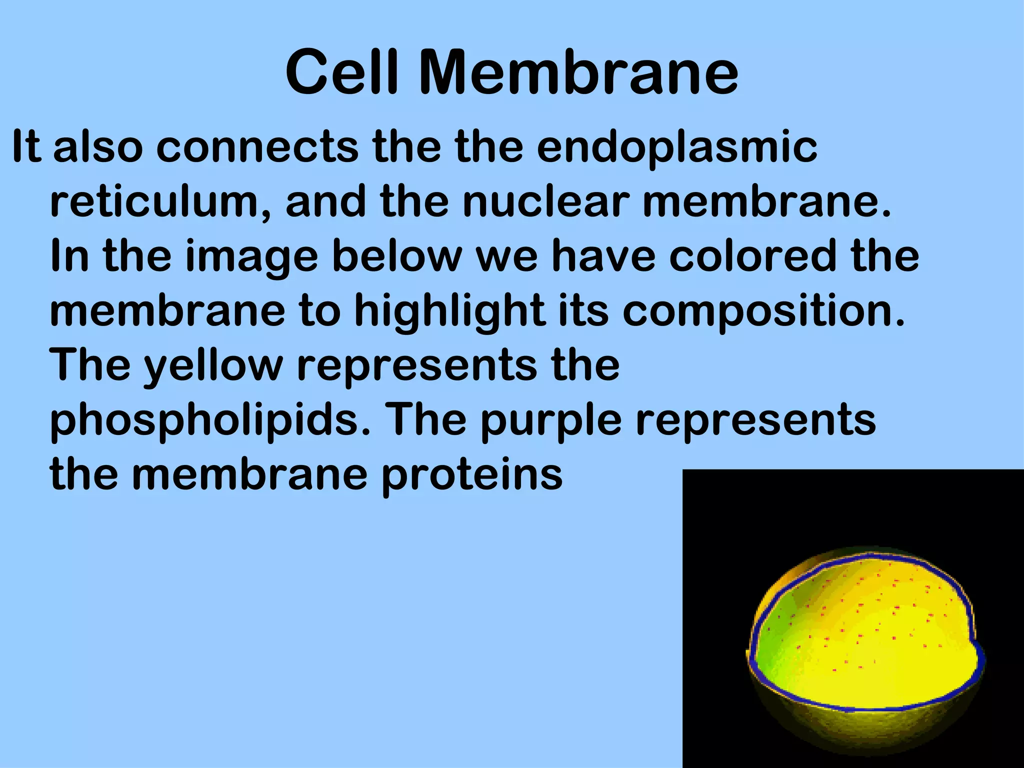 Cell Membrane
It also connects the the endoplasmic
   reticulum, and the nuclear membrane.
   In the image below we have colored the
   membrane to highlight its composition.
   The yellow represents the
   phospholipids. The purple represents
   the membrane proteins
 