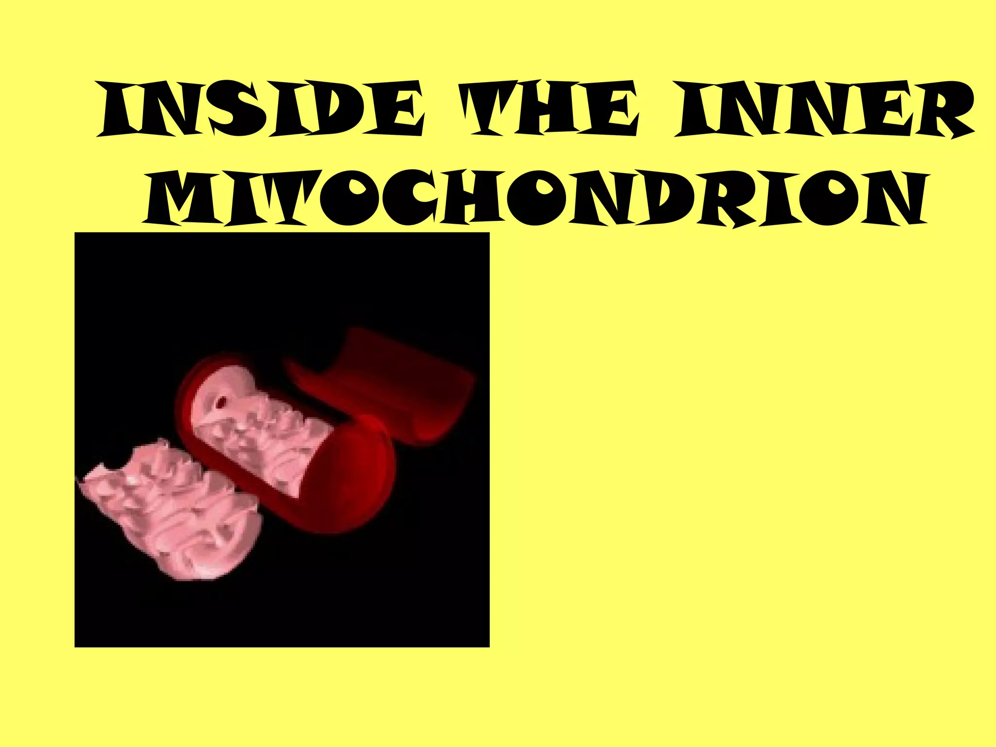 INSIDE THE INNER
 MITOCHONDRION
 