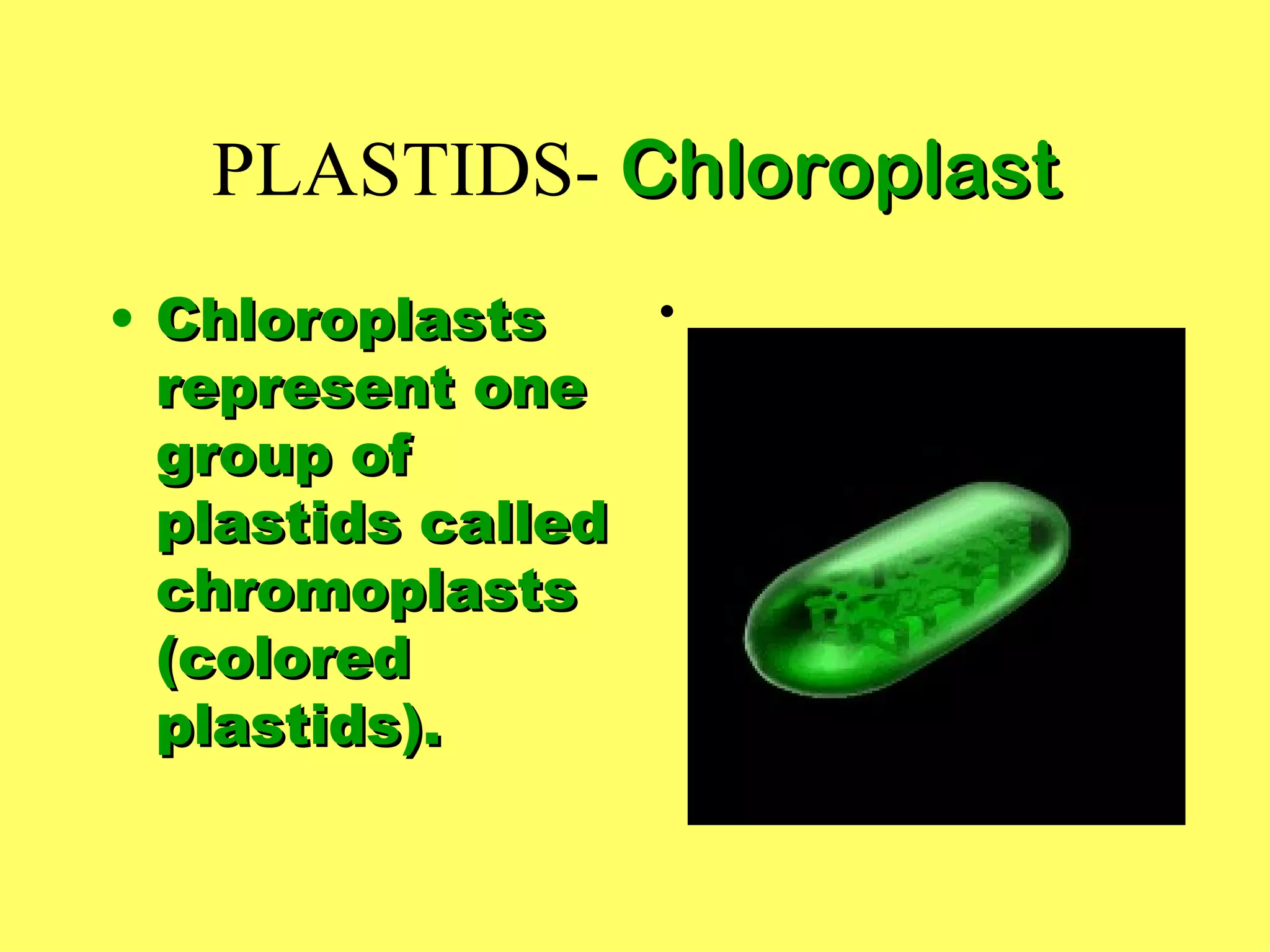PLASTIDS- Chloroplast
• Chloroplasts    •
  represent one
  group of
  plastids called
  chromoplasts
  (colored
  plastids).
 