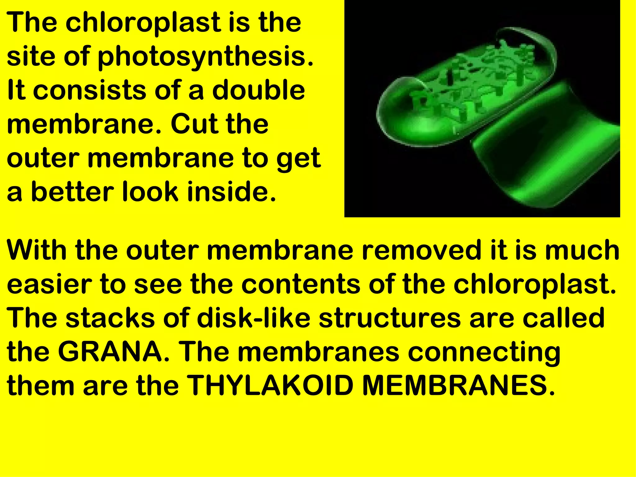 The chloroplast is the
site of photosynthesis.
It consists of a double
membrane. Cut the
outer membrane to get
a better look inside.

With the outer membrane removed it is much
easier to see the contents of the chloroplast.
The stacks of disk-like structures are called
the GRANA. The membranes connecting
them are the THYLAKOID MEMBRANES.
 