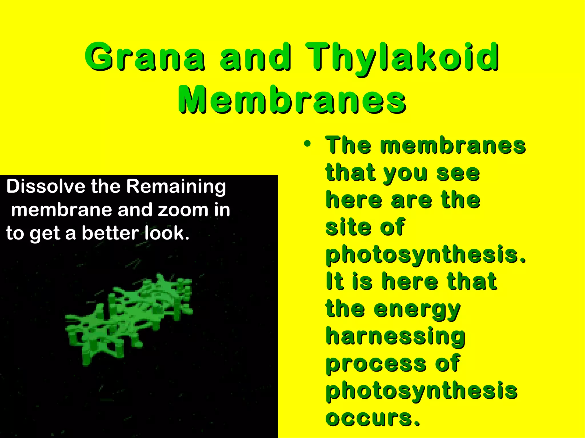 Grana and Thylakoid
           Membranes
                         • The membranes
                           that you see
Dissolve the Remaining
 membrane and zoom in      here are the
to get a better look.      site of
                           photosynthesis.
                           It is here that
                           the energy
                           harnessing
                           process of
                           photosynthesis
                           occurs.
 