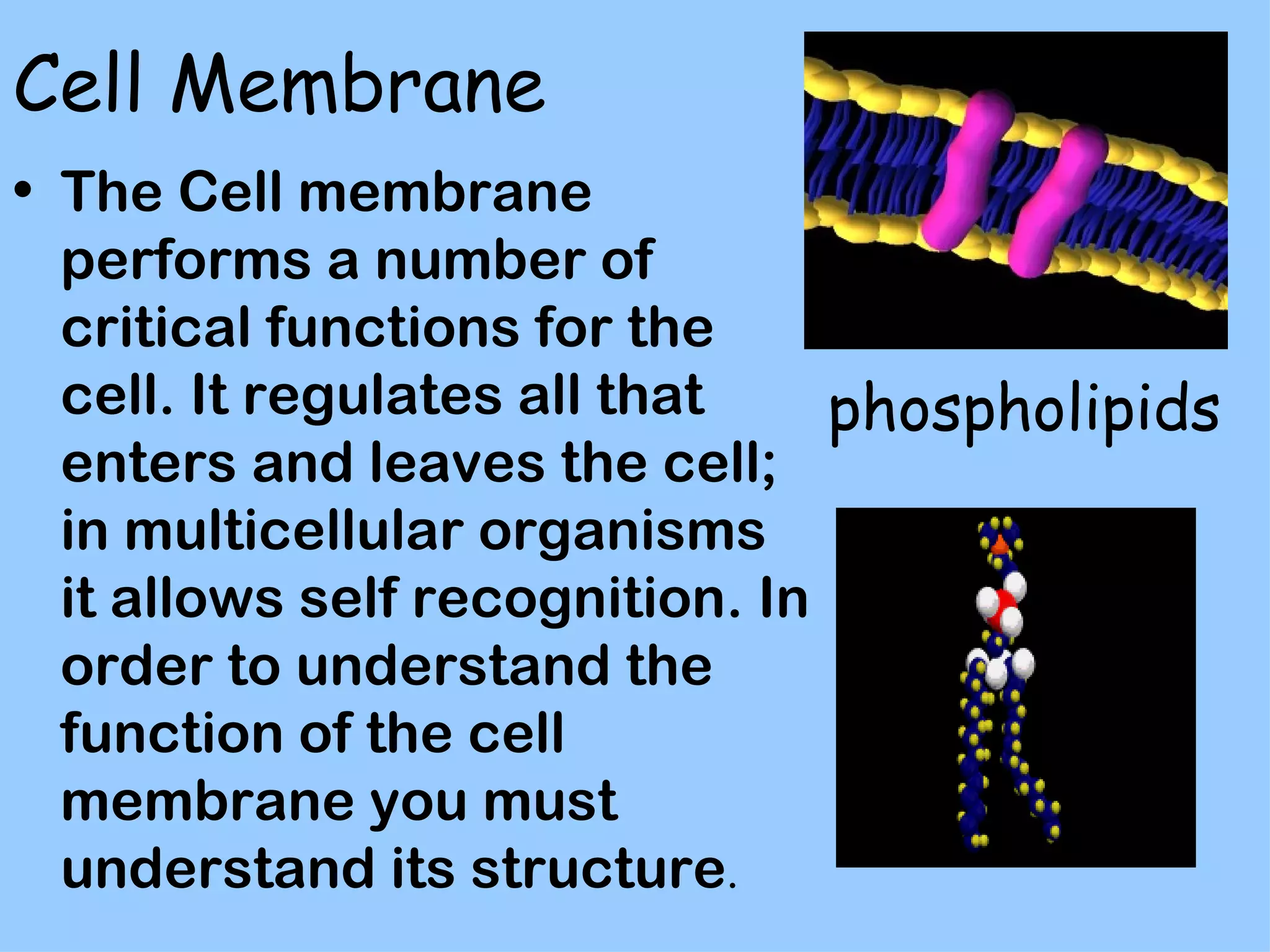 Cell Membrane
• The Cell membrane
  performs a number of
  critical functions for the
  cell. It regulates all that    phospholipids
  enters and leaves the cell;
  in multicellular organisms
  it allows self recognition. In
  order to understand the
  function of the cell
  membrane you must
  understand its structure.
 