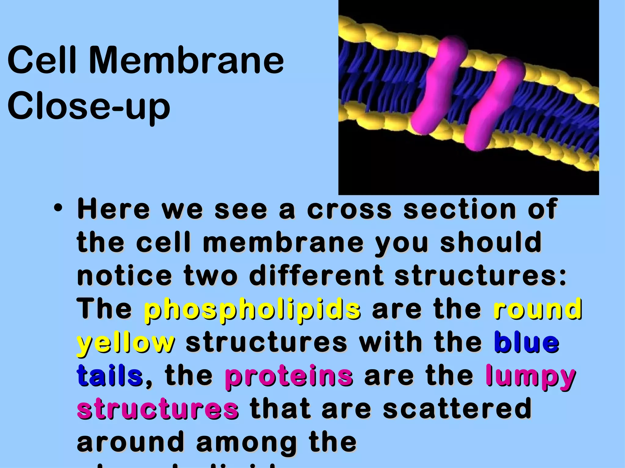Cell Membrane
Close-up

  • Here we see a cross section of
    the cell membrane you should
    notice two different structures:
    The phospholipids are the round
    yellow structures with the blue
    tails , the proteins are the lumpy
    structures that are scattered
    around among the
 