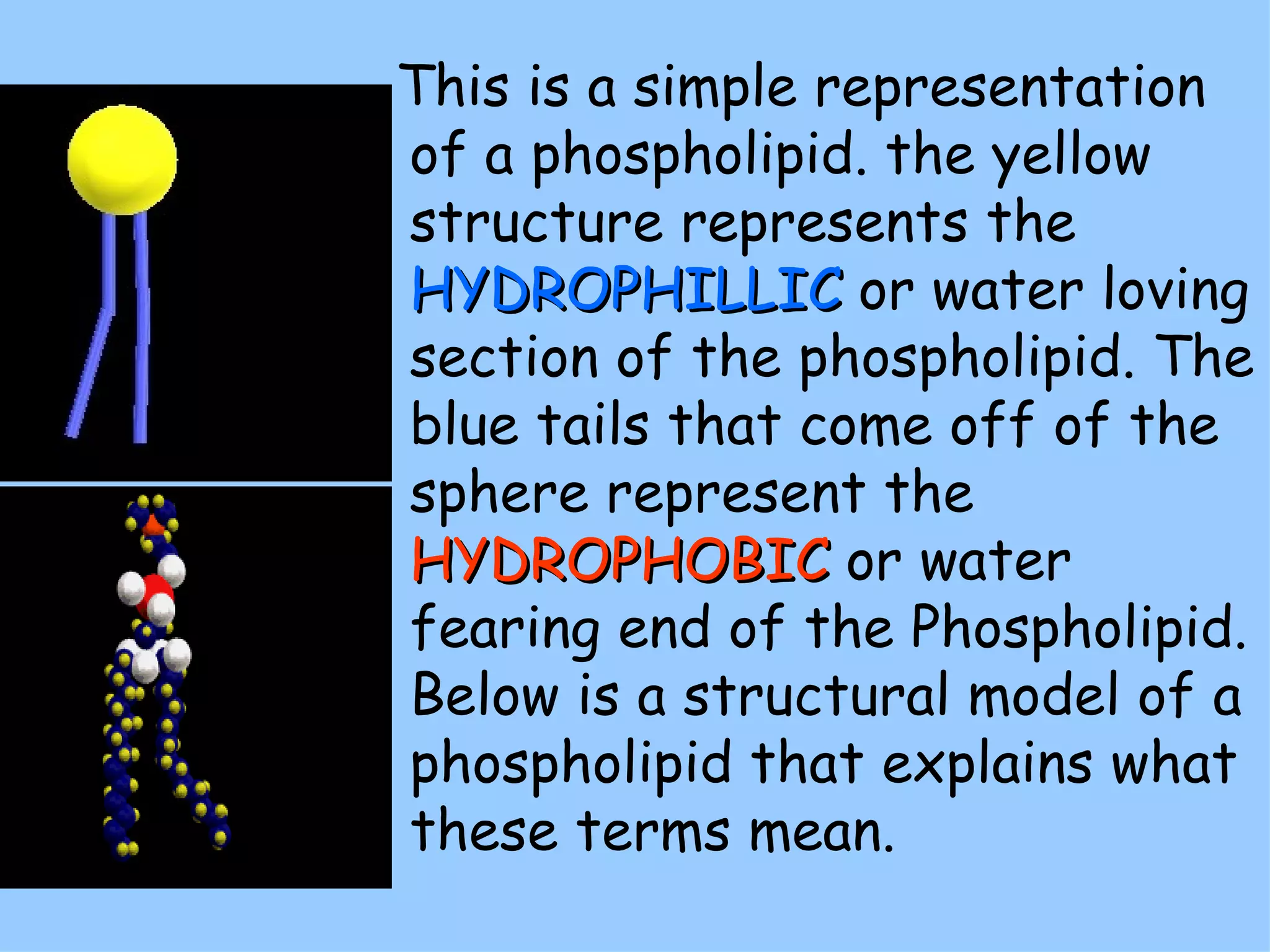 This is a simple representation
of a phospholipid. the yellow
structure represents the
HYDROPHILLIC or water loving
section of the phospholipid. The
blue tails that come off of the
sphere represent the
HYDROPHOBIC or water
fearing end of the Phospholipid.
Below is a structural model of a
phospholipid that explains what
these terms mean.
 