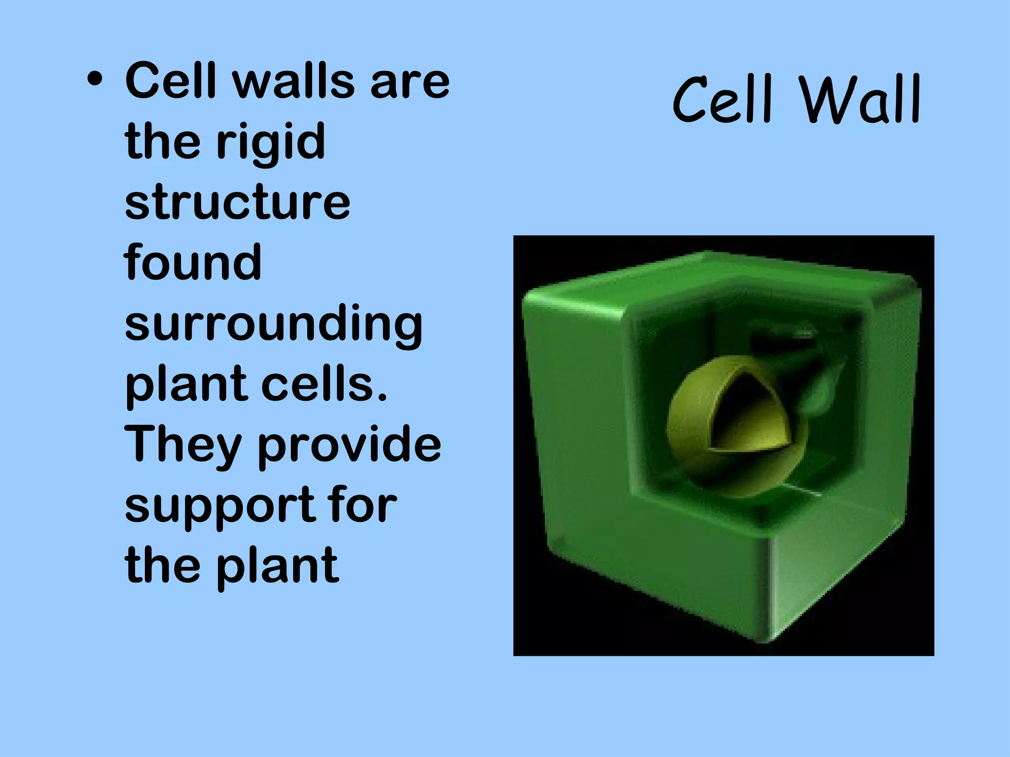 • Cell walls are
                   Cell Wall
  the rigid
  structure
  found
  surrounding
  plant cells.
  They provide
  support for
  the plant
 