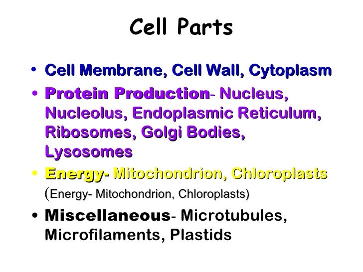 Ch.1 Cell Structures and Functions