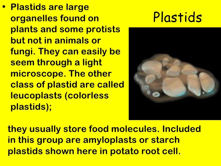 Ch.1 Cell Structures and Functions