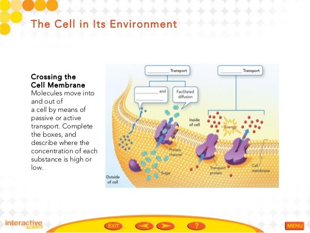 Cell processes ch 2 ppt