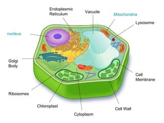nucleus Golgi Body Ribosomes Chloroplast Cytoplasm Cell Wall Cell Membrane Lysosome Mitochondria Vacuole Endoplasmic Reticulum 