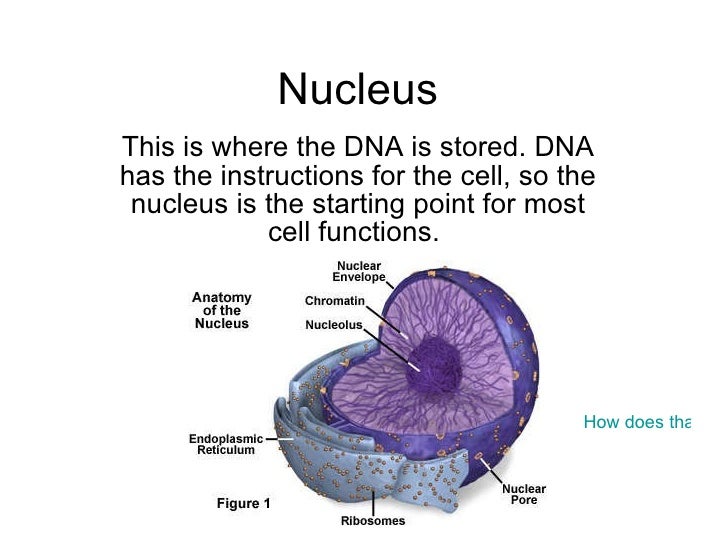 Cell project example