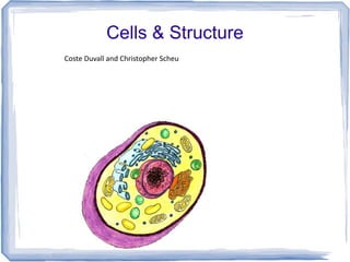 Cells & Structure http://3.bp.blogspot.com/_eGDGRbVOMJM/TOQPDUATi4I/AAAAAAAAABM/-0xEtV9_4vs/s1600/animal%2Bcell%2Bunlabeled.gif Coste Duvall and Christopher Scheu 