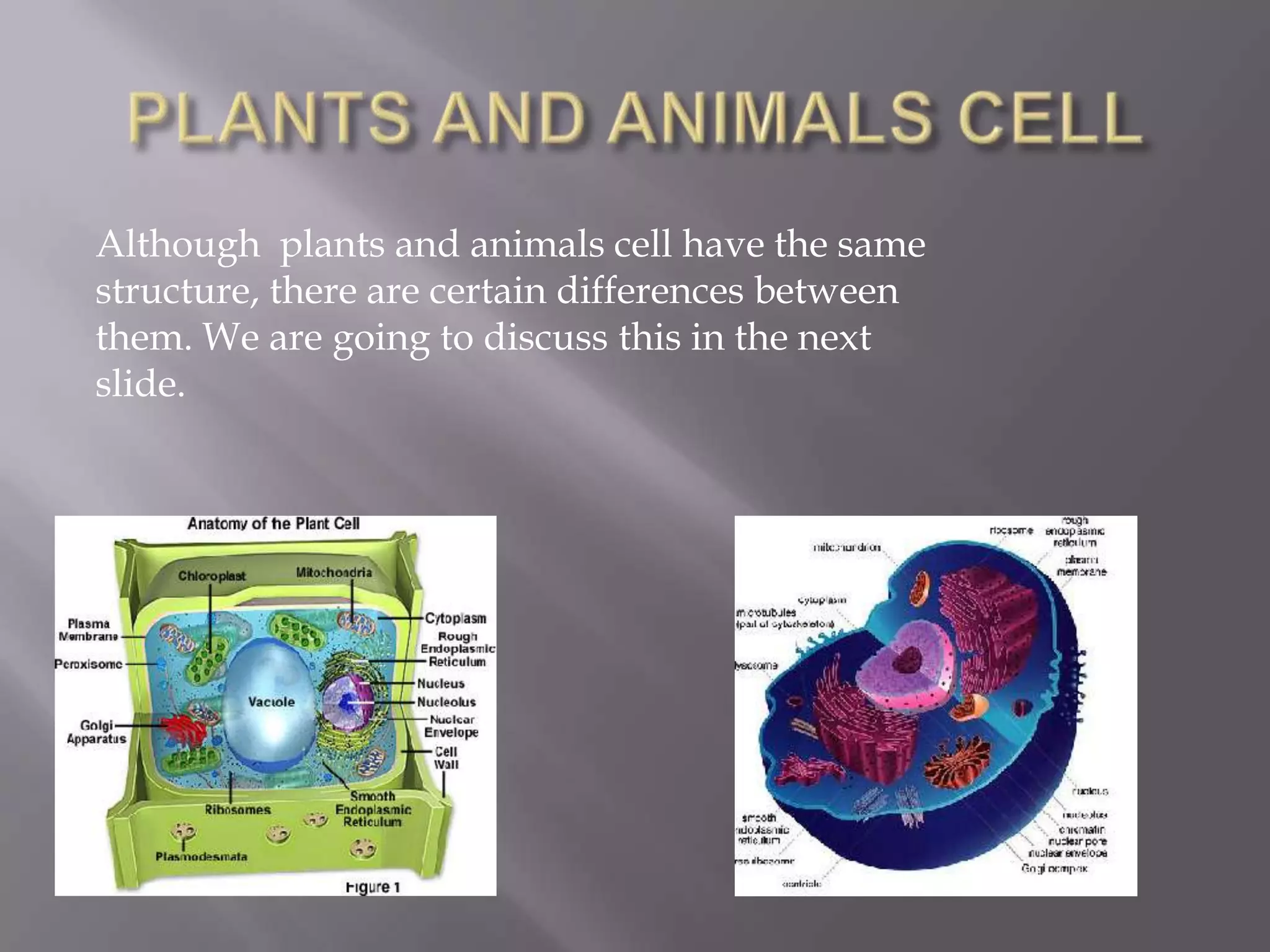 Although plants and animals cell have the same
structure, there are certain differences between
them. We are going to discuss this in the next
slide.
 