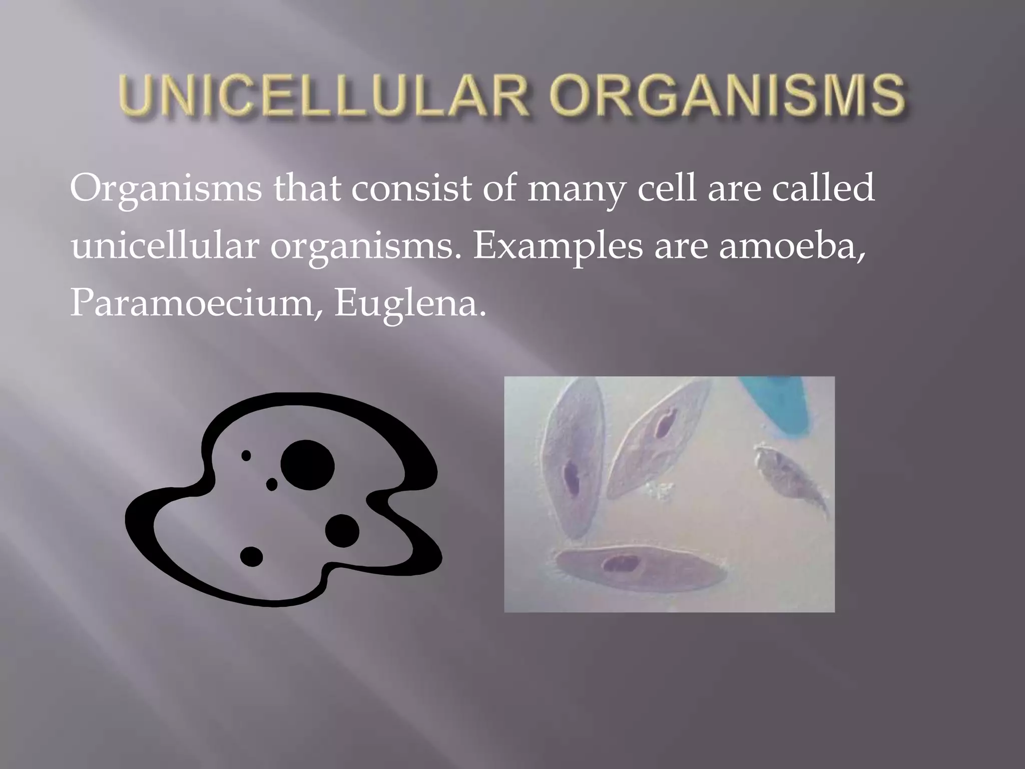 Organisms that consist of many cell are called
unicellular organisms. Examples are amoeba,
Paramoecium, Euglena.
 