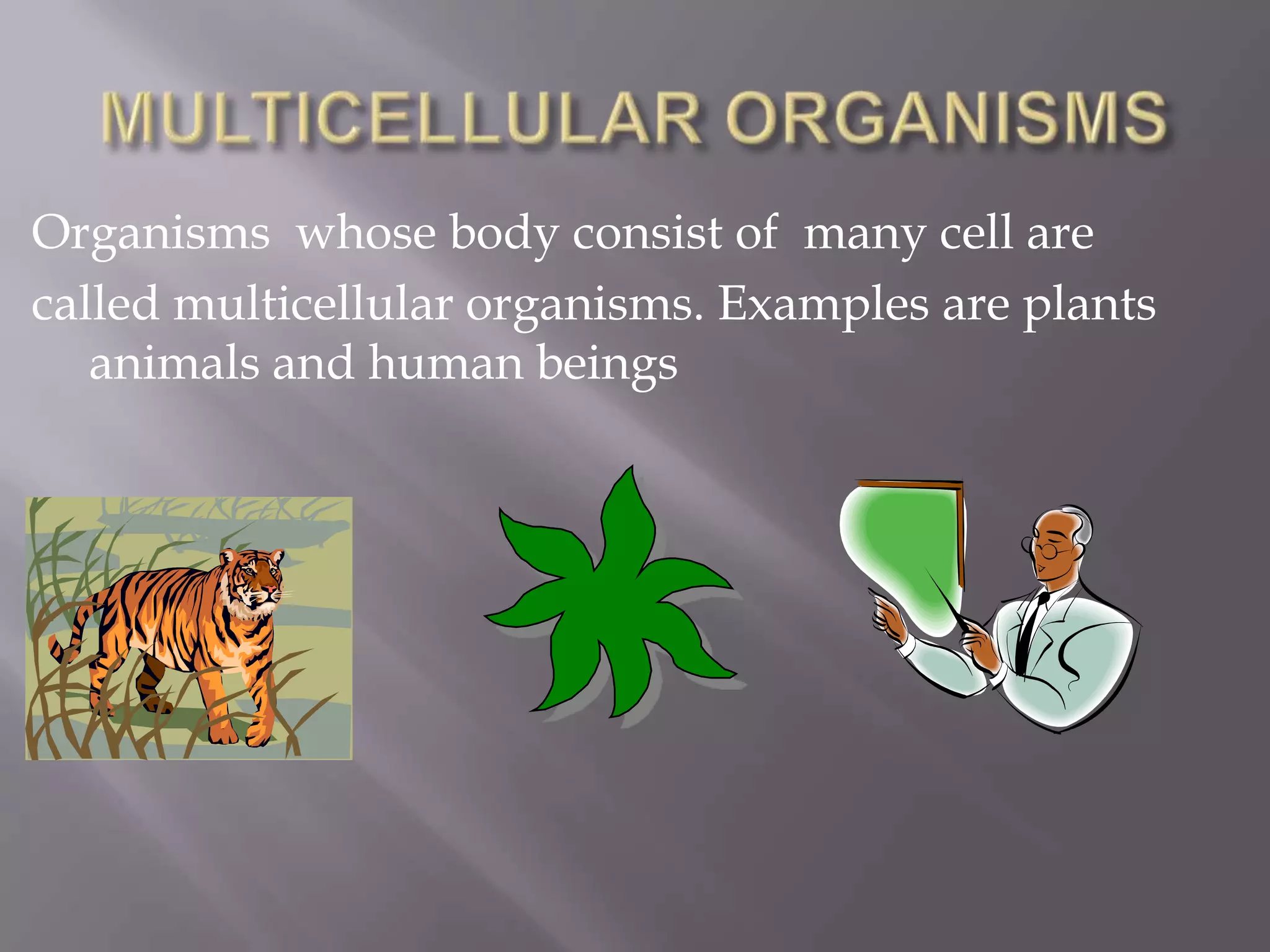 Organisms whose body consist of many cell are
called multicellular organisms. Examples are plants
   animals and human beings
 