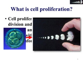 Proliferation Definition Cell proliferation & differentiation | PDF