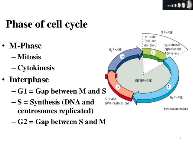Cell proliferation & differentiation