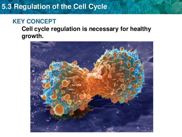 Cell regulation cancer 5.3 Biology Diagrams