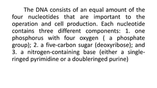The DNA consists of an equal amount of the
four nucleotides that are important to the
operation and cell production. Each nucleotide
contains three different components: 1. one
phosphorus with four oxygen ( a phosphate
group); 2. a five-carbon sugar (deoxyribose); and
3. a nitrogen-containing base (either a single-
ringed pyrimidine or a doubleringed purine)
 