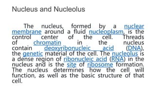 Nucleus and Nucleolus
The nucleus, formed by a nuclear
membrane around a fluid nucleoplasm, is the
control center of the cell. Threads
of chromatin in the nucleus
contain deoxyribonucleic acid (DNA),
the genetic material of the cell. The nucleolus is
a dense region of ribonucleic acid (RNA) in the
nucleus and is the site of ribosome formation.
The nucleus determines how the cell will
function, as well as the basic structure of that
cell.
 