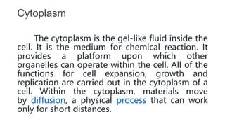 Cytoplasm
The cytoplasm is the gel-like fluid inside the
cell. It is the medium for chemical reaction. It
provides a platform upon which other
organelles can operate within the cell. All of the
functions for cell expansion, growth and
replication are carried out in the cytoplasm of a
cell. Within the cytoplasm, materials move
by diffusion, a physical process that can work
only for short distances.
 
